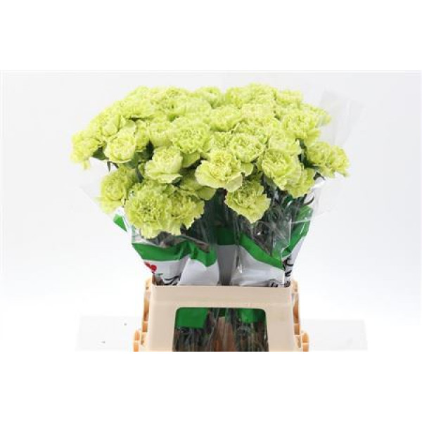 Dianthus St Marty/ Donker Groen 70cm A1