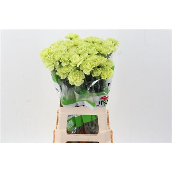 Dianthus St Marty/ Donker Groen 70cm A1