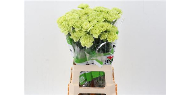 Dianthus St Marty/ Donker Groen 70cm A1