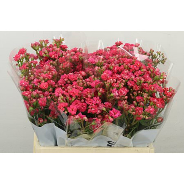 Kalanchoe Taffy Pin Meadow 40 cm A1
