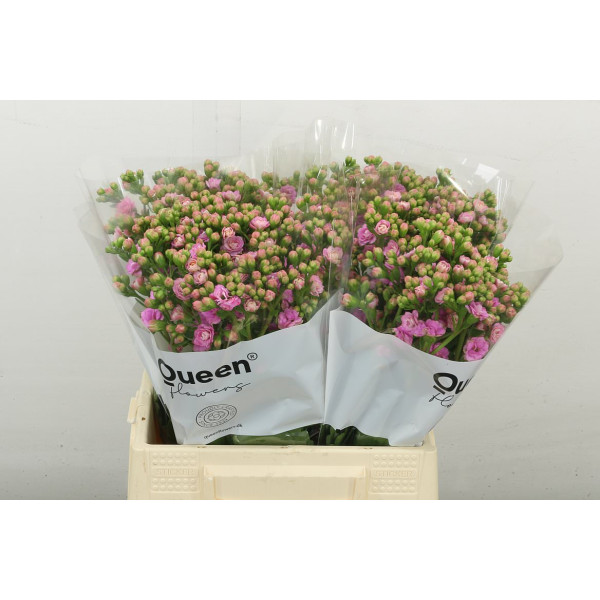 Kal Taffy Pin Meadow 40 cm A1
