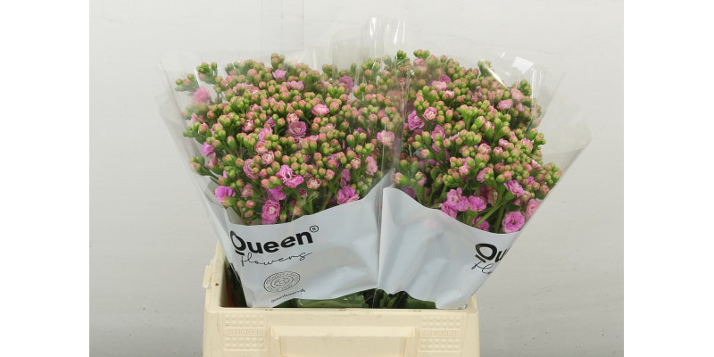 Kal Taffy Pin Meadow 40 cm A1