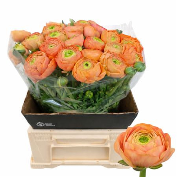 Ranunculus Aazur Peach 45 cm A1