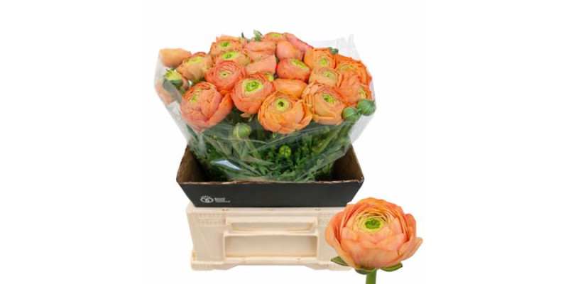 Ranunculus Aazur Peach 45 cm A1