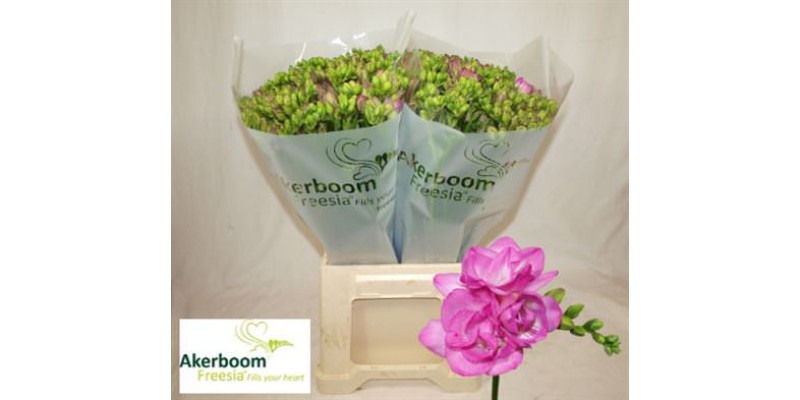 Freesias Du Romantic Pink 50cm A2