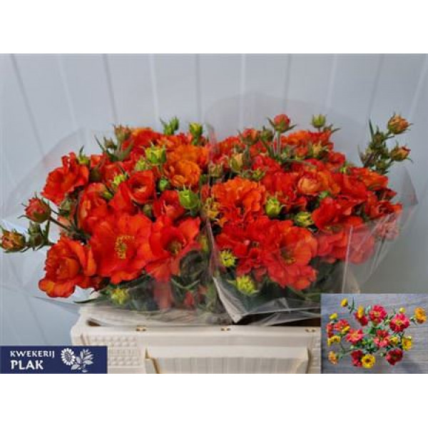 Geum Scarlet Tempest 35cm A1