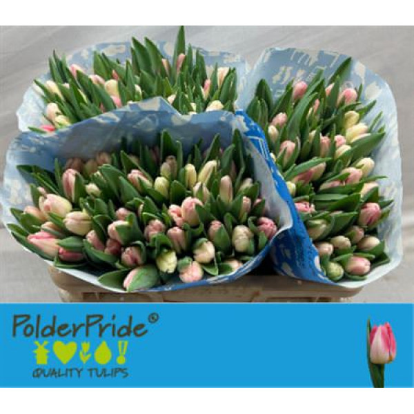 Tulips En Pulitzer 38 A1Pink