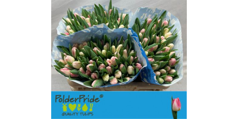 Tulips En Pulitzer 38 A1Pink