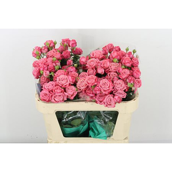 Rose Tr Artesia 70cm A1