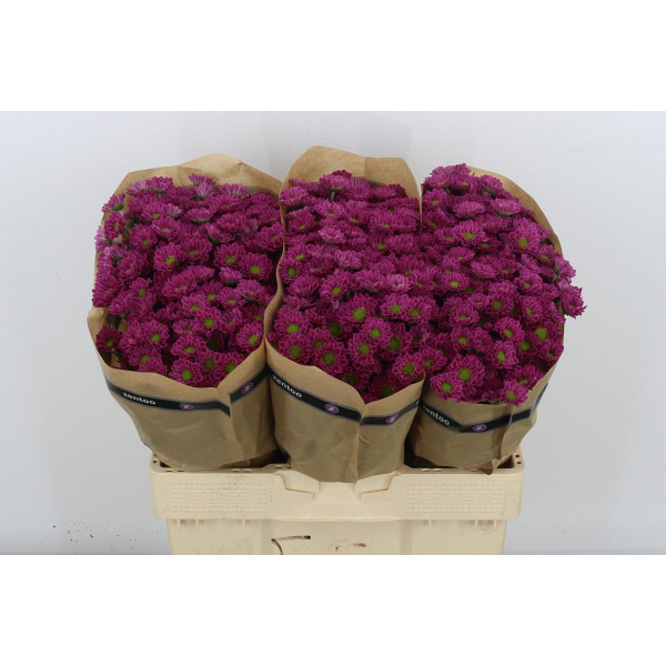 Chrysanthemums S Pitaja 55cm A1 Col-Purple