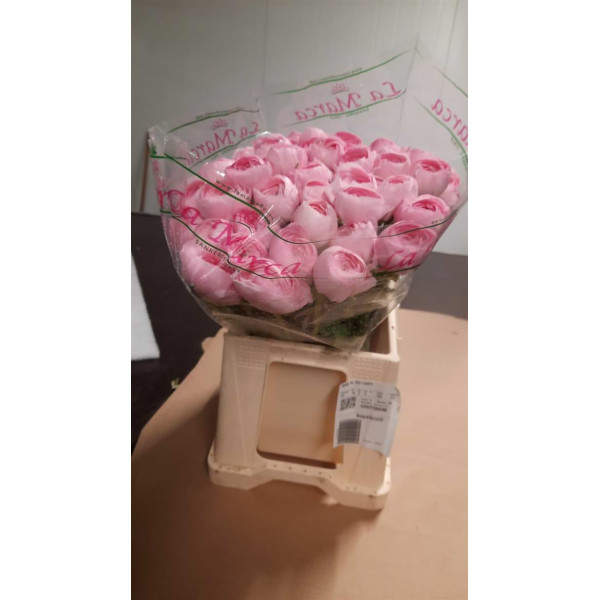 Ranunculus Kl Su Lady 40 Pink