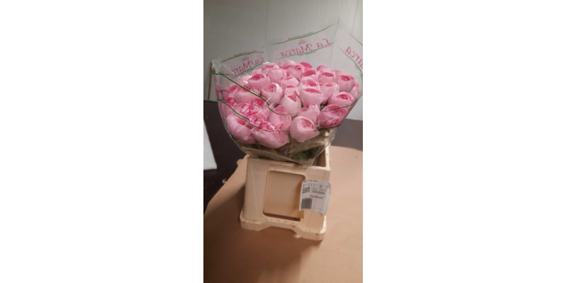 Ranunculus Kl Su Lady 40 Pink