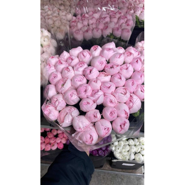 Ranunculus Kl Su Lady Xxl 40 A1Pink