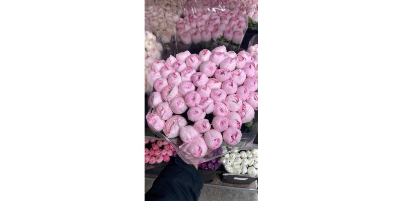 Ranunculus Kl Su Lady Xxl 40 A1Pink