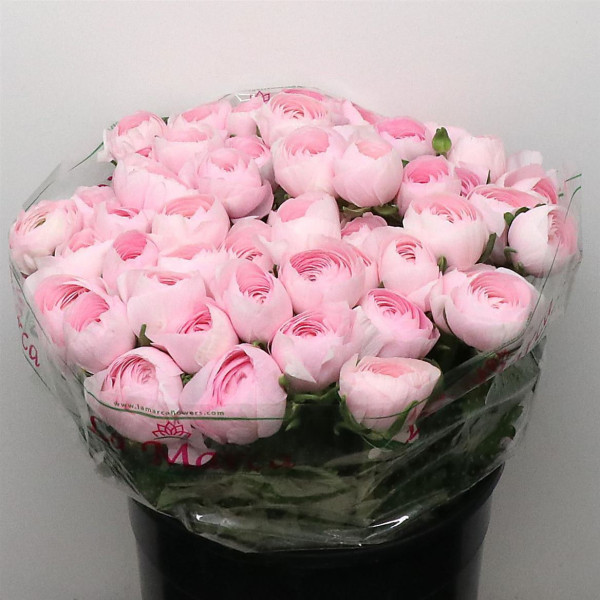 Ranunculus Su Sr Lady Super 40cm A1