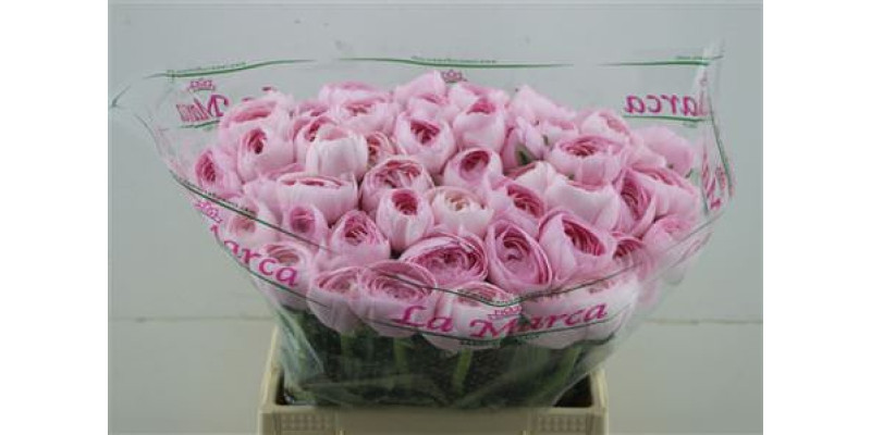 Ranunculus Cloni Lady 45cm A1