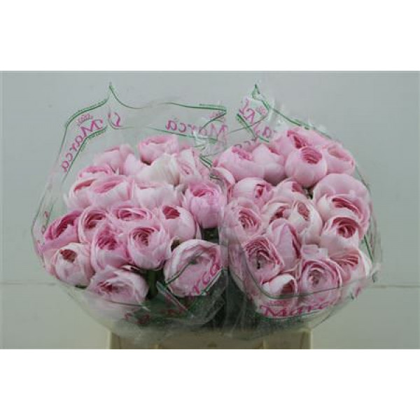 Ranunculus Cloni Zuper Lady 45cm A1