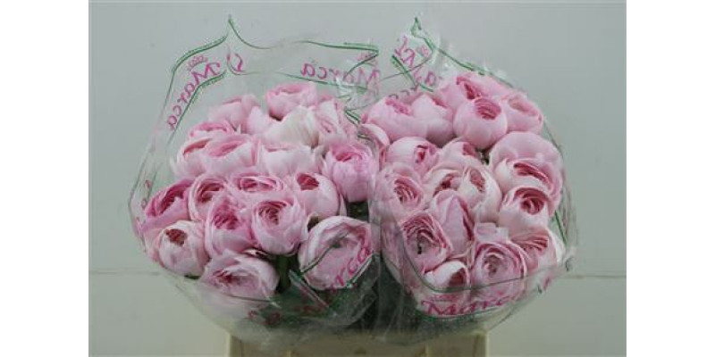 Ranunculus Cloni Zuper Lady 45cm A1