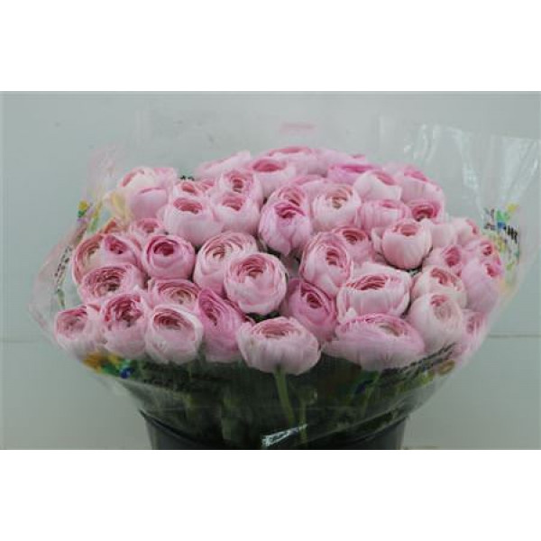 Ranunculus Cloni Zuper Lady 45cm A1