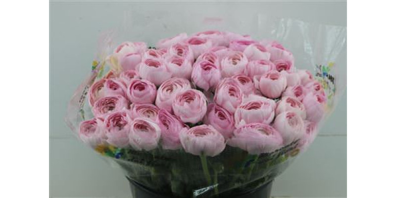 Ranunculus Cloni Zuper Lady 45cm A1