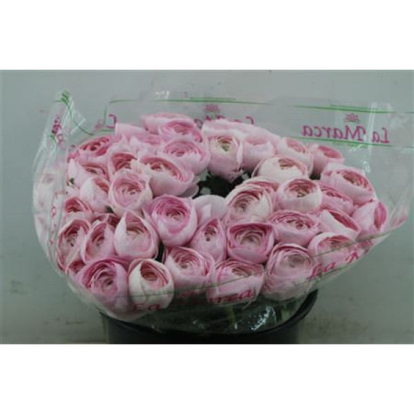 Ranunculus Cloni Zuper Lady 45cm A1