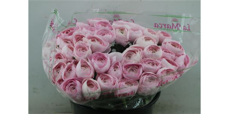 Ranunculus Cloni Zuper Lady 45cm A1