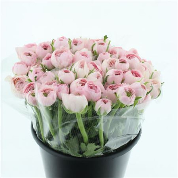 Ranunculus Su Sr Lady Extra 45cm A1