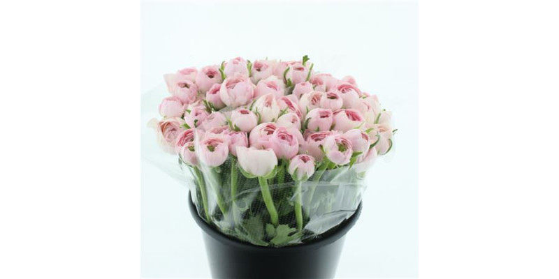 Ranunculus Su Sr Lady Extra 45cm A1