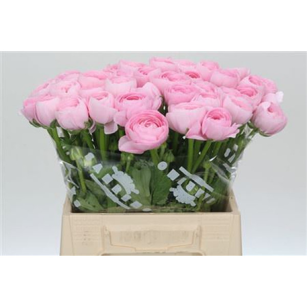 Ranunculus Clooney Lady Extra 45cm A1