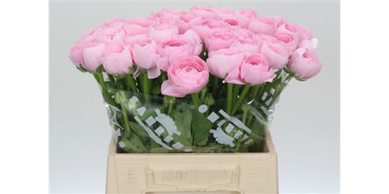 Ranunculus Clooney Lady Extra 45cm A1