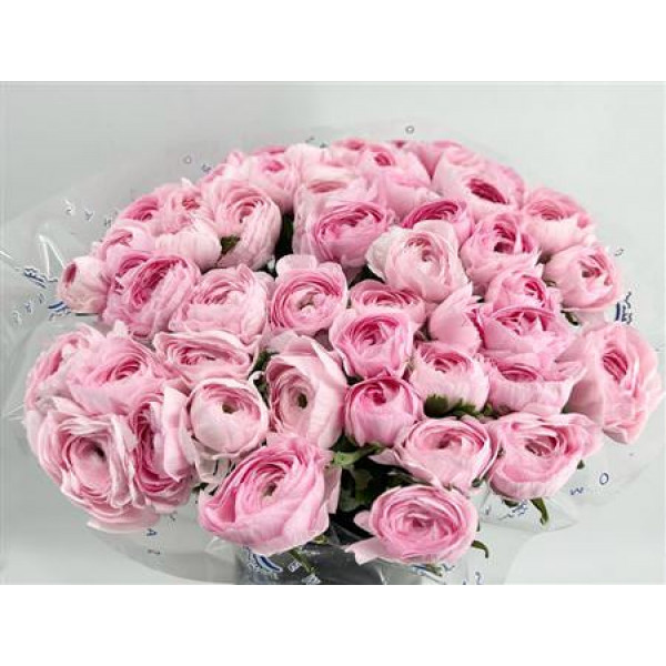 Ranunculus Clooney Lady Super 45cm A1