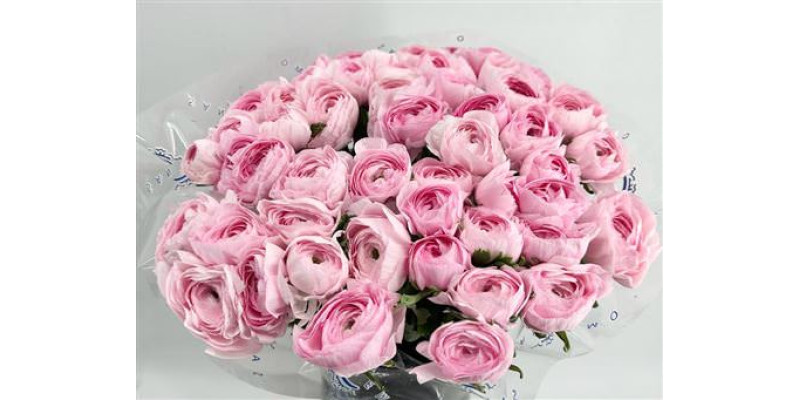 Ranunculus Clooney Lady Super 45cm A1