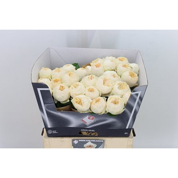 Rose Gr Garden Pride Prejudice 60cm A1