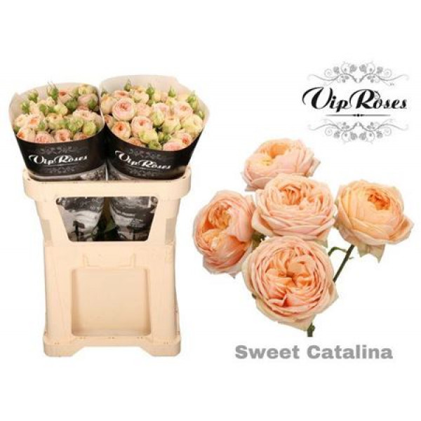 Rose Gr Vip Sweet CatalinaPlus 70cm A1