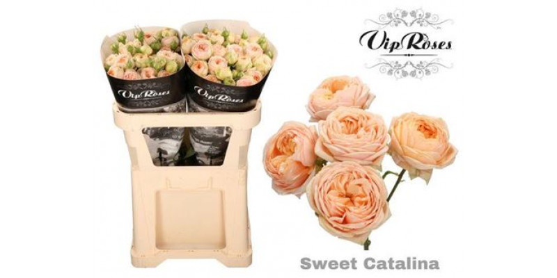 Rose Gr Vip Sweet CatalinaPlus 70cm A1