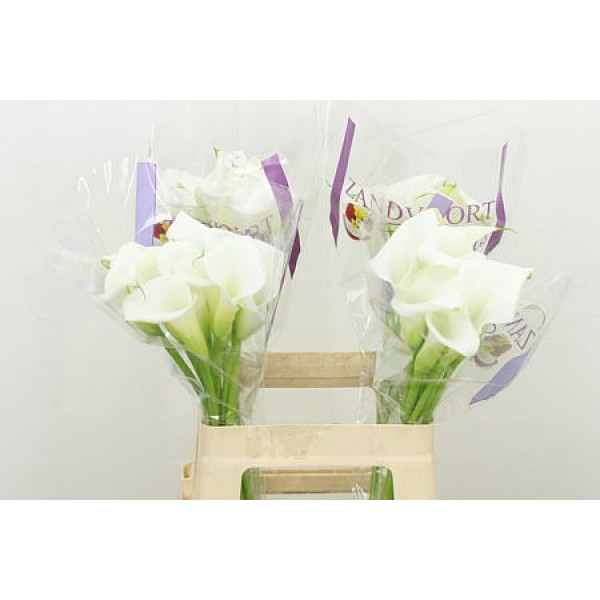 Zanthedeschias Calla Lilly White Art 60cm A1