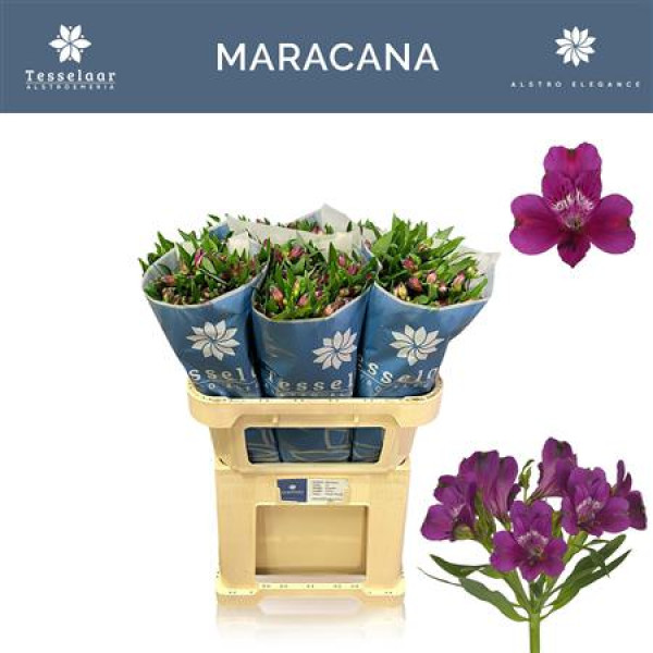 Alstromeria Maracana 75 cm A1