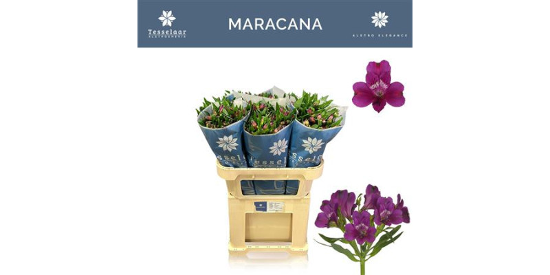 Alstromeria Maracana 75 cm A1