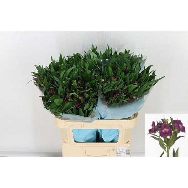 Alstromeria Morado 75cm A1