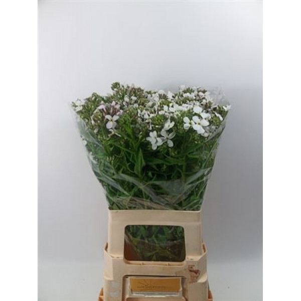 Hesperis White Dream 65cm A1