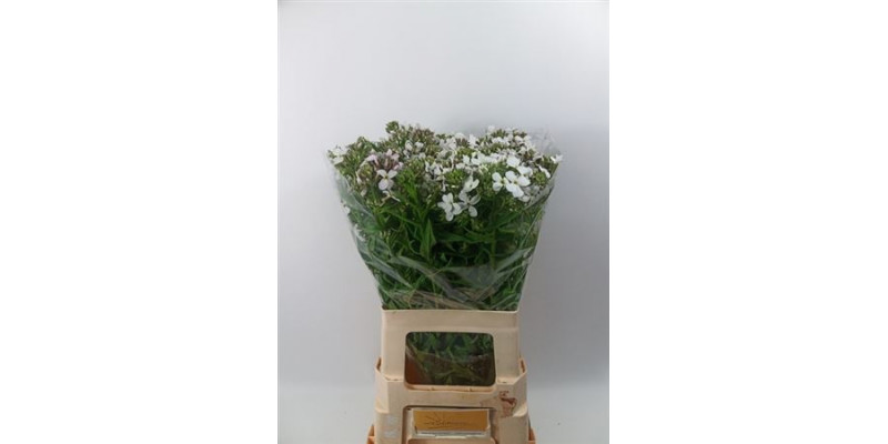 Hesperis White Dream 65cm A1