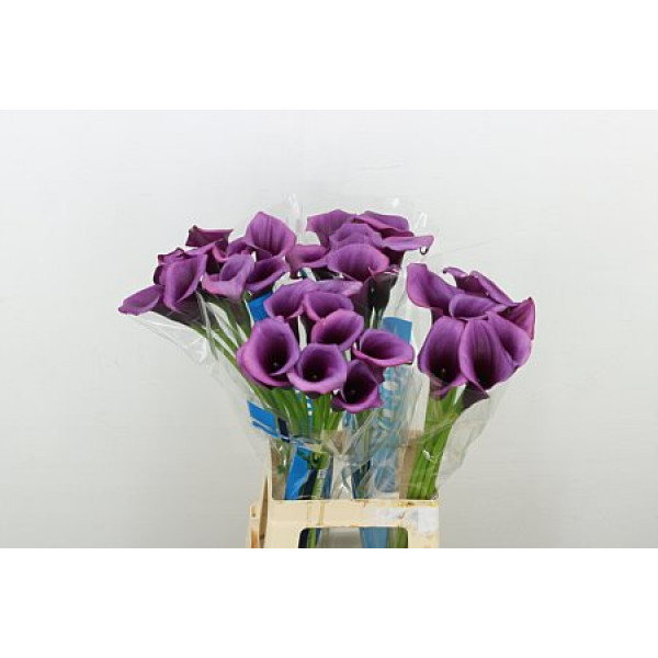 Zanthedeschias Calla Lilly Durban 70cm A1