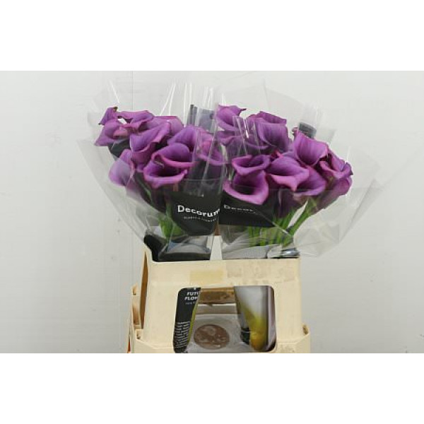 Zanthedeschias Calla Lilly Durban 60 cm A1