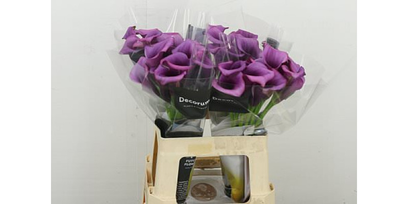 Zanthedeschias Calla Lilly Durban 60 cm A1
