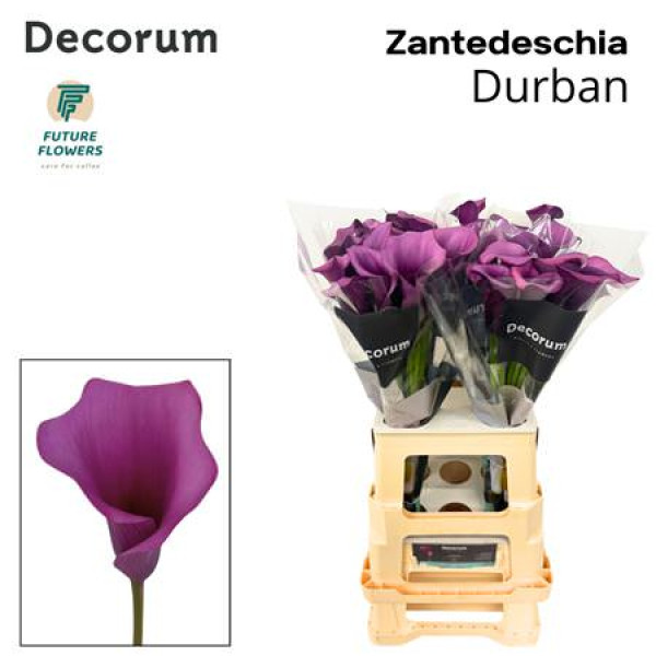 Zanthedeschias Calla Lilly Durban 70 cm A1