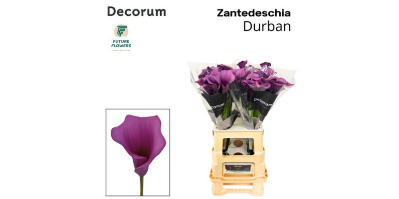 Zanthedeschias Calla Lilly Durban 70 cm A1