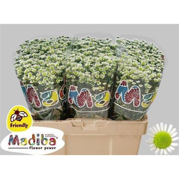 Chrysanthemums S Mad Whit Kerio 55cm A1 Col-White