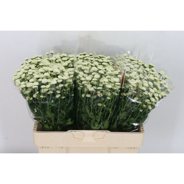 Chrysanthemums S Mad Whit Kayli 55cm A1 Col-White