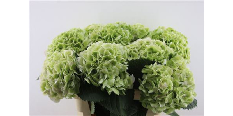 Hydrangea M Pinktouch Green 80-22 80 cm  A1