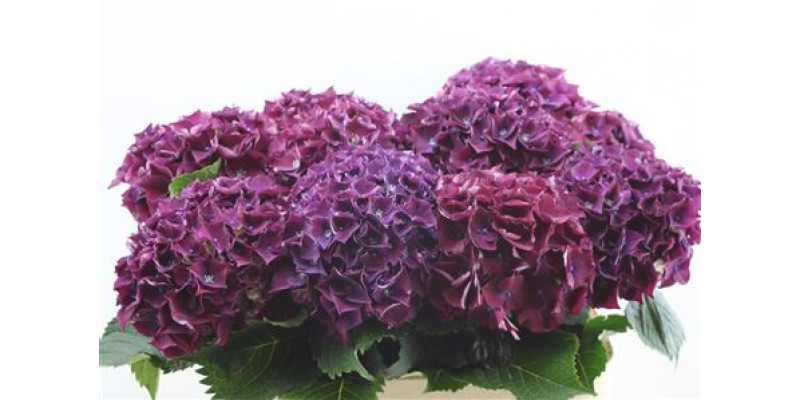 Hydrangea M Amour Purple 60cm 60cm A1